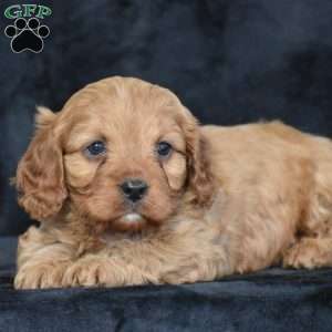 Rascal, Cavapoo Puppy